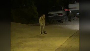 Bursa'da evine giderken köpeğin saldırısına uğradı