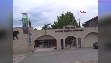 Darıca'ya Türkiye'nin ilk çizgili Sırtlanı getirildi