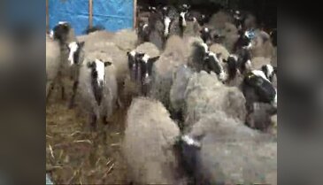 Bursa'da Ukrayna'dan ithal edilen koyunlar et krizini çözecek