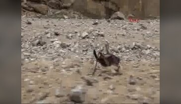 Bahçesaray'da çekirge istilası