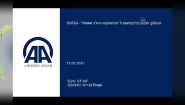 "Marmara'nın enginarcısı" Bursa Hasanağa'da yüzler gülüyor