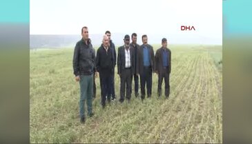 Sivas'ta dolu yağışı 35 bin dönüm ekili alana zarar verdi
