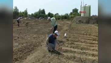 İyi halli mahkumlar yoksul ve hastalar için tarım işçisi oldu