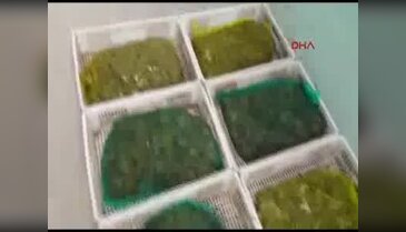 Diyarbakır'da 71 kilo canlı kurbağa avlayan 4 kişiye 163 bin lira ceza