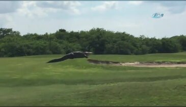 Golf sahasında dev timsah