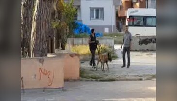 Köpekle yapılan aramadan da sonuç alınamadı