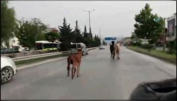 2 at ve 1 eşek trafiği alt üst etti