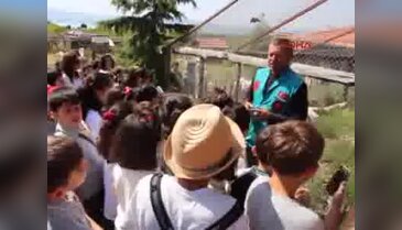 Tedavi edilen Şahin'i öğrenciler doğaya bıraktı