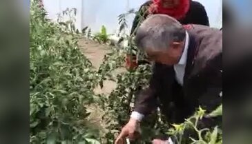Çocuklarının eğitimine katkı için sera kurup üretime başladı