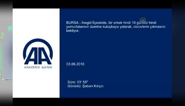 Bursa'da erkek hindi kuluçkaya yattı