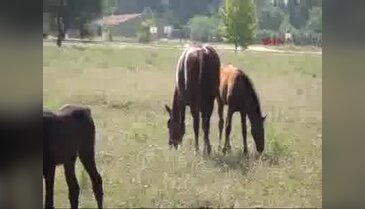Cumhurbaşkanlığı'nın atları Bursa'da eğitiliyor