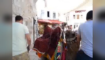 İngiliz damat ünlü yapımcıya deve ile çeyiz getirdi