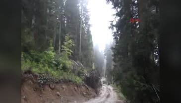 Yol güzergahında cok sayıda çam ağacı yan yattı, bazılarıda kesildi