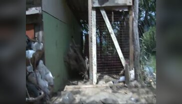 Bursa'da erkek Pitbull'u zehirlediler, hamile eşini çalıp kaçırdılar!