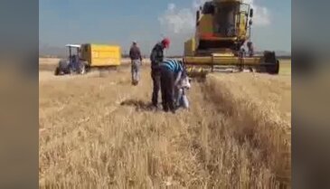 Buğday hasadı rekolte düşüklüğüyle başladı