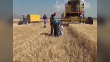 Buğday hasadı rekolte düşüklüğüyle başladı