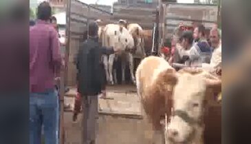 Damızlık boğa alanlardan devlete teşekkür