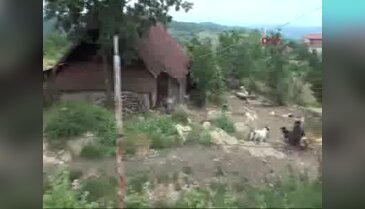 50 köpek 30 kediyle birlikte yaşıyorlar