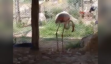 Burdur'da tedavisi tamamlanan flamingo, Burdur Gölü'ne bırakıldı