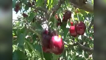 Tokat'ta yağışlar kiraz üretimini olumsuz etkiledi