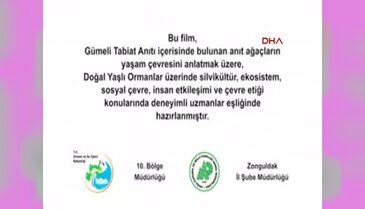 Dünyanın en yaşlı 5 ağacından biri Zonguldak'ta