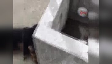 Beton çiçek saksısına sıkışan köpek kurtarıldı