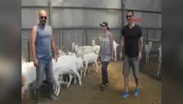 İstanbullu mimar keçi çiftliği kurdu