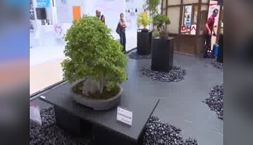 EXPO 2016'da 140 yıllık Bonsai sergileniyor