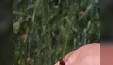 Burdur'da kuraklığın ardından bambul böceği zararlısı baş gösterdi