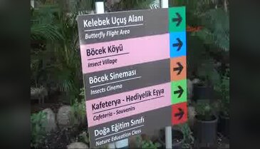 Atlas Güvesi Kelebeği, Ağzı olmadan kozadan çıkıyor ve bir hafta yaşayabiliyor
