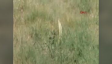 Bayramiç'te yılanların dansı görüntülendi