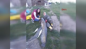 Edirne'de boyundan büyük balık avladı