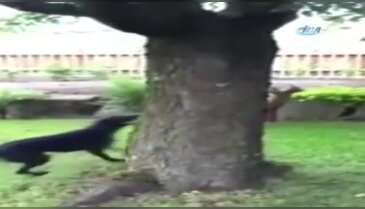 Sincap köpeği böyle çıldırttı