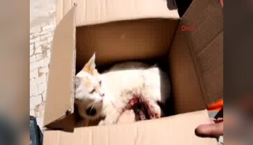 Gaziantep'te yaralı kedi tedavi edilecek