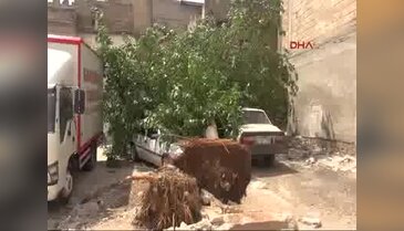 Şanlıurfa'da park halindeki 2 otomobilin üzerine ağaç düştü