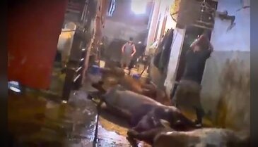 Hayvanları kafalarına balyozla vurularak öldürdü (+18)