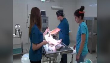 Otomobilin çarptığı köpeğin bir bacağı kesildi