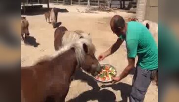 Hayvanlar buzlu meyve ve suyla serinliyor