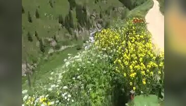 Anzer Balı'nın kilosu 900 lira