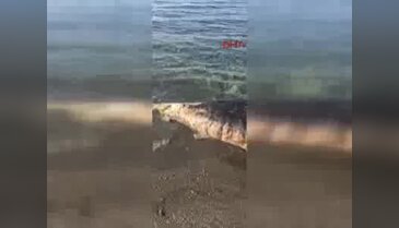 Antalya'da dev balina ölüsü karaya vurdu