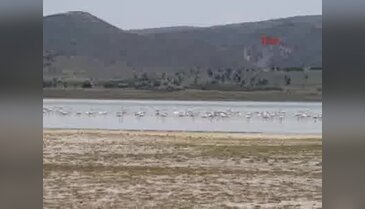 Yaralı flamingolara doğal ortamında tedavi ediliyor