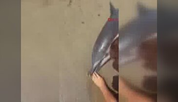 Karasu'da sahile vuran 2 yunus telef oldu