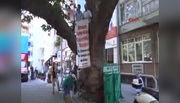 Asırlık çınar ağacı üzerinde basın açıklaması yaptı