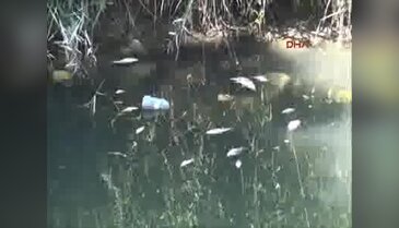 Manavgat  Ilıca Deresi'nde balık ölümleri