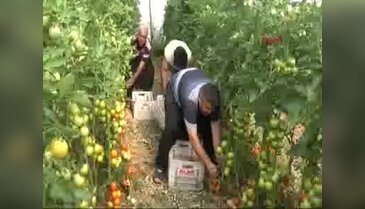 Yayla domatesi yüz güldürdü