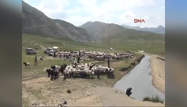 Yüksekova'da hayvanlarını yaylaya çıkaramayan köyülüler dertli