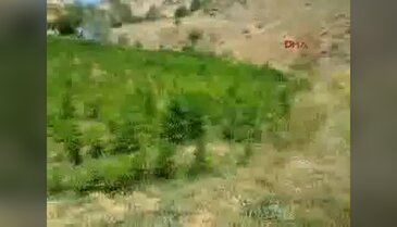 Bingöl'de 76 bin kök Hint keneviri ele geçirildi