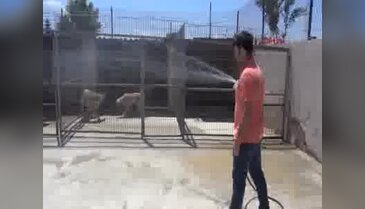 Barınakta sıcaktan bunalan hayvanlar hortumla serinletiliyor