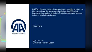Bursa'da "İpek kozası"nda hasat zamanı