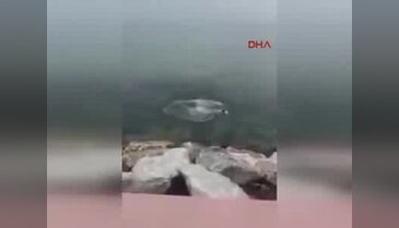 Kocaeli'nde kediyi tekmeleyerek denize attı